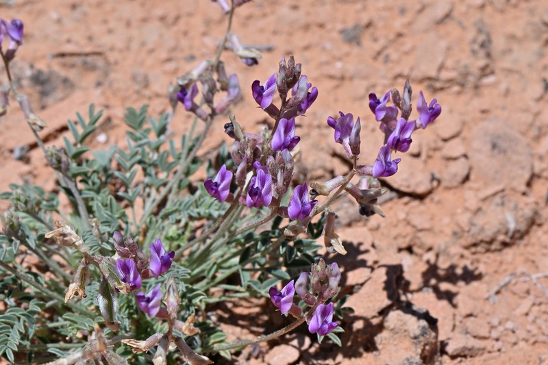 Astragalus desperatus var. desperatus photo 4