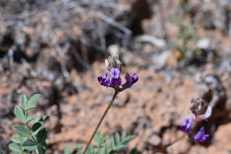 Astragalus desperatus var. desperatus photo 5