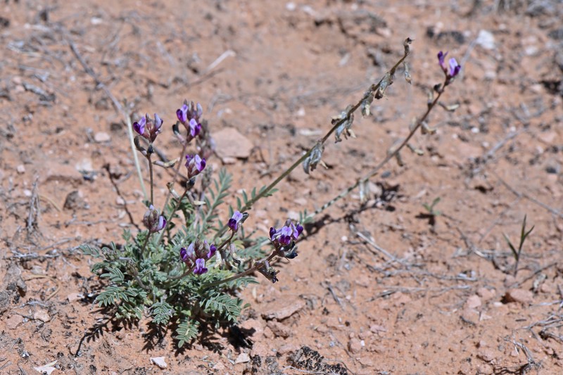 Astragalus desperatus var. desperatus photo 6