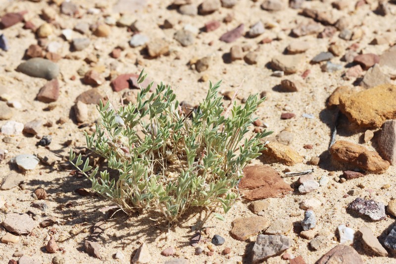 Astragalus desperatus var. desperatus photo 7