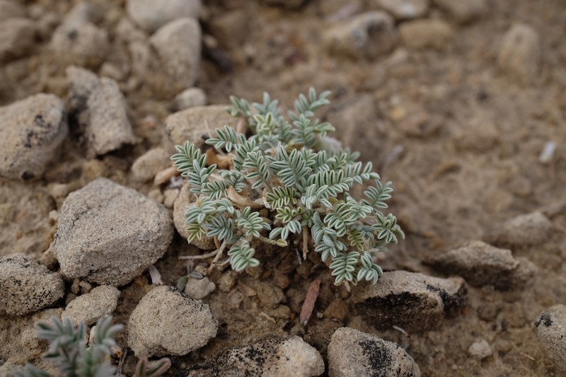 Astragalus desperatus var. petrophilus