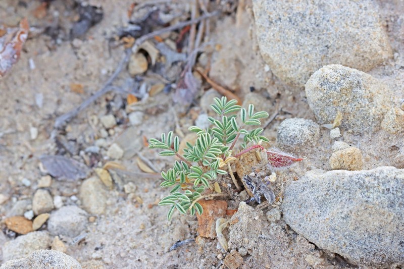 Astragalus desperatus var. petrophilus photo 2