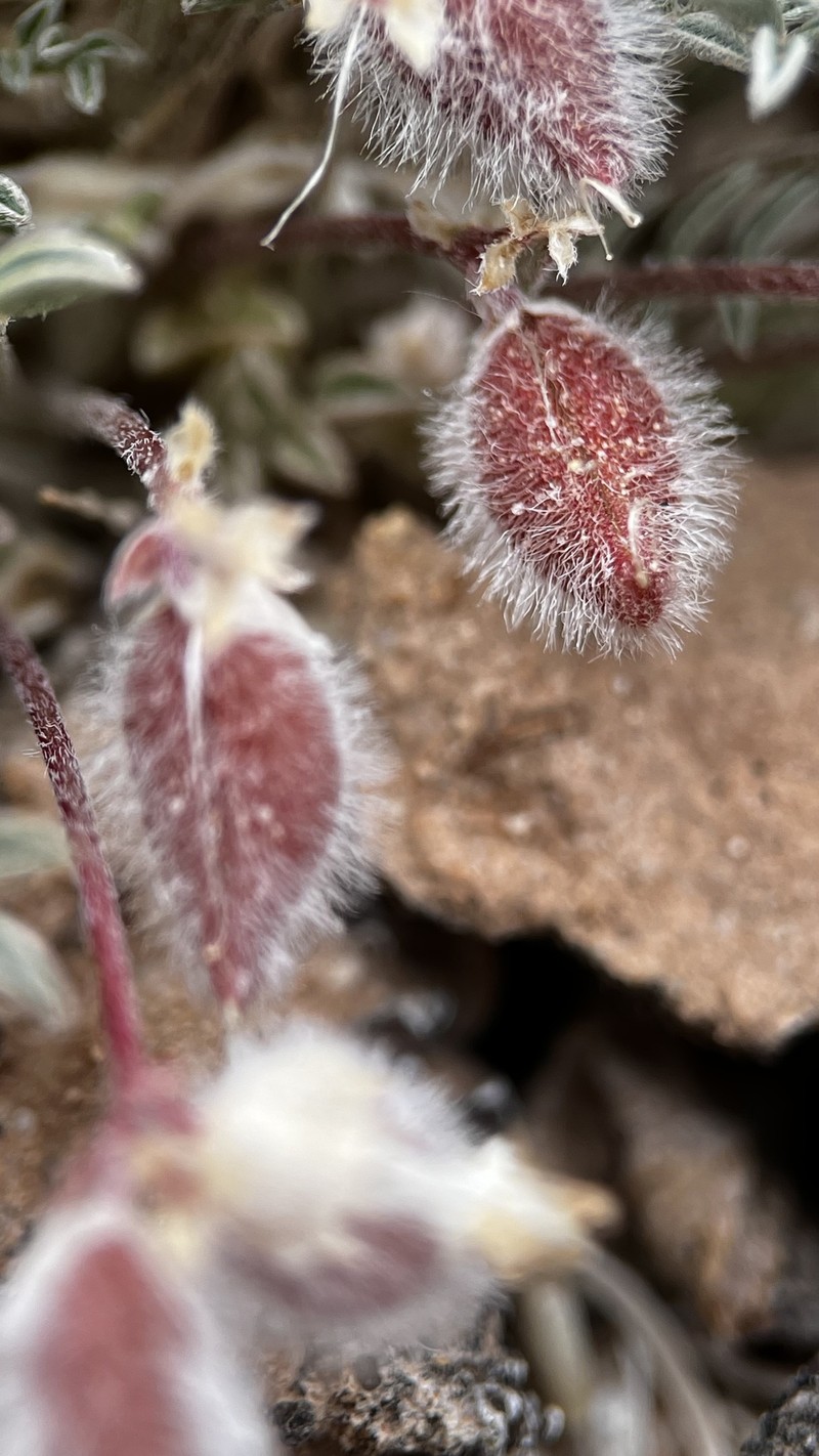 Astragalus desperatus var. petrophilus photo 3