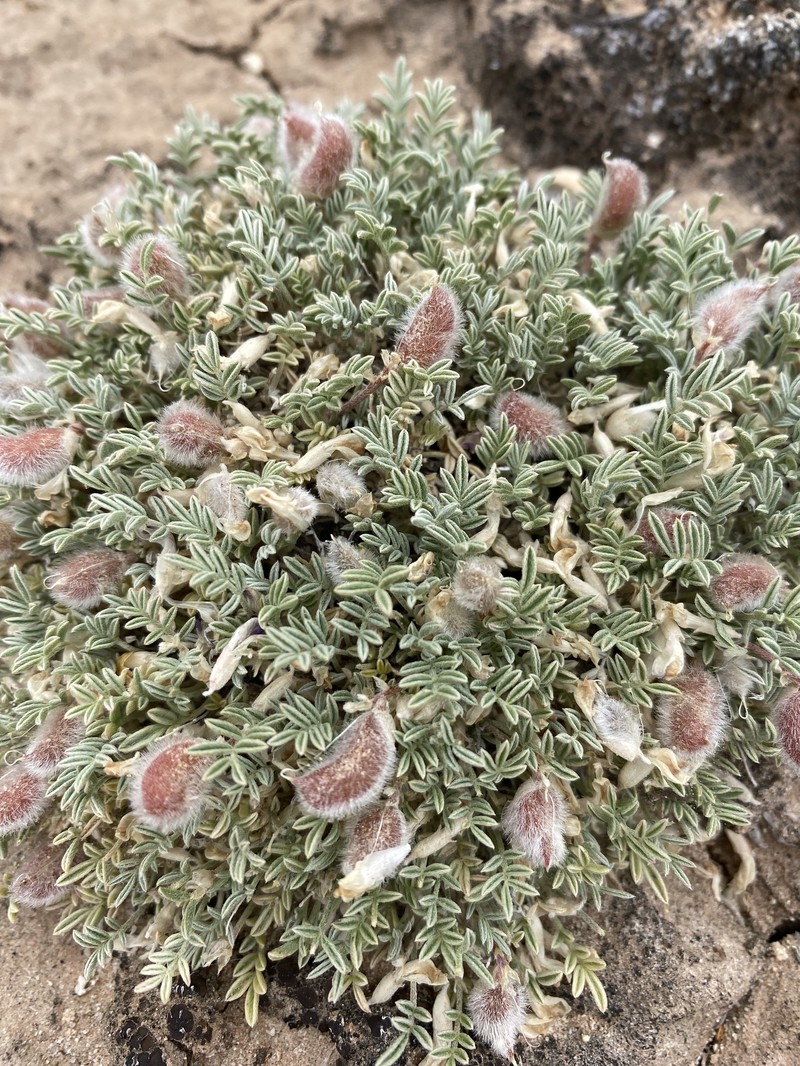 Astragalus desperatus var. petrophilus photo 4