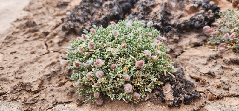 Astragalus desperatus var. petrophilus photo 5