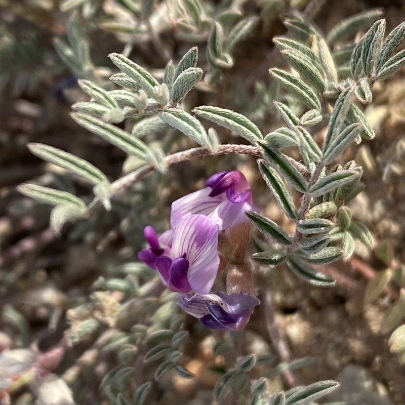 Astragalus desperatus var. petrophilus photo 6