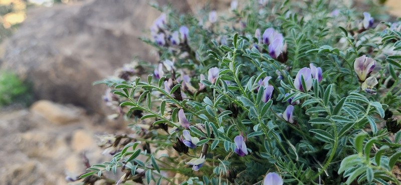 Cliff Palace Milkvetch