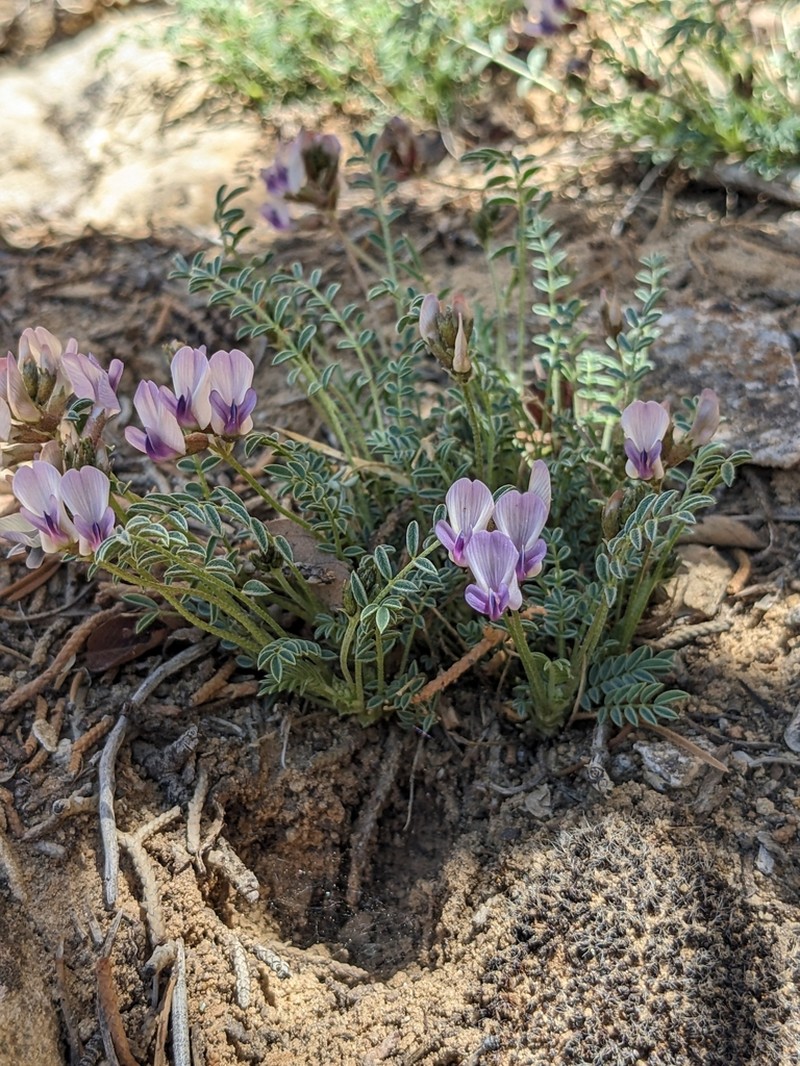 Cliff Palace Milkvetch photo 2