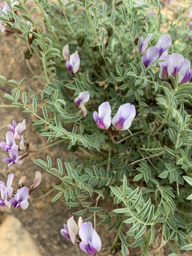 Cliff Palace Milkvetch photo 3