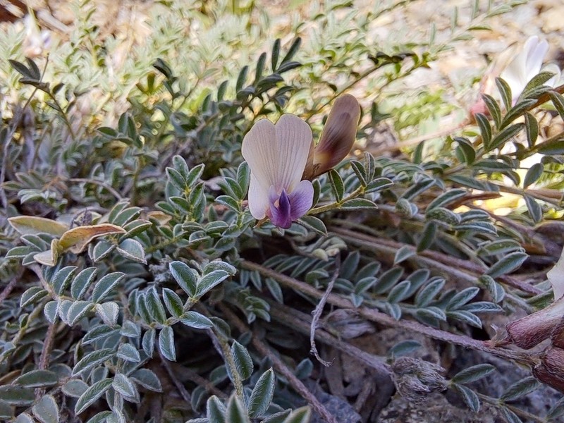 Cliff Palace Milkvetch photo 4