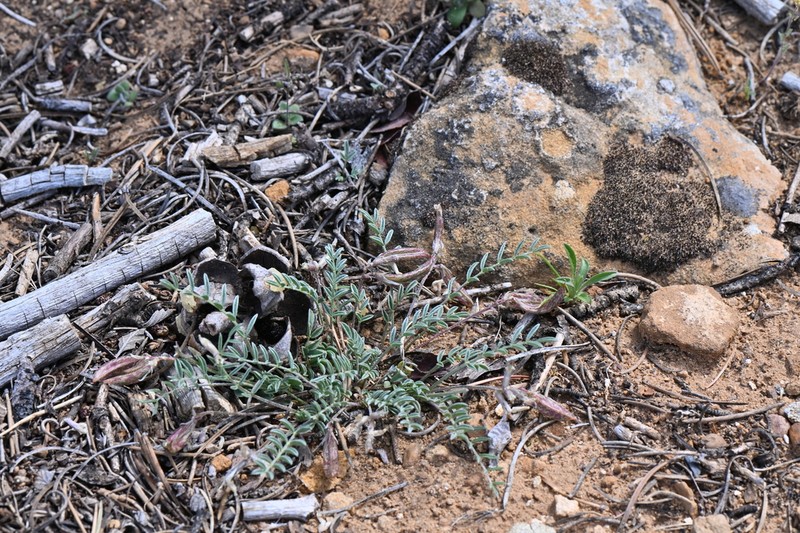 Cliff Palace Milkvetch photo 5