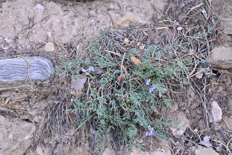 Cliff Palace Milkvetch photo 6