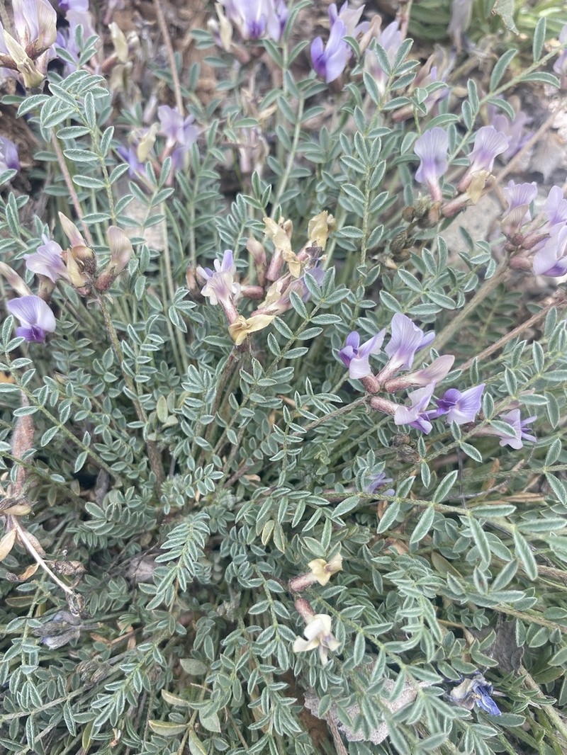 Cliff Palace Milkvetch photo 7