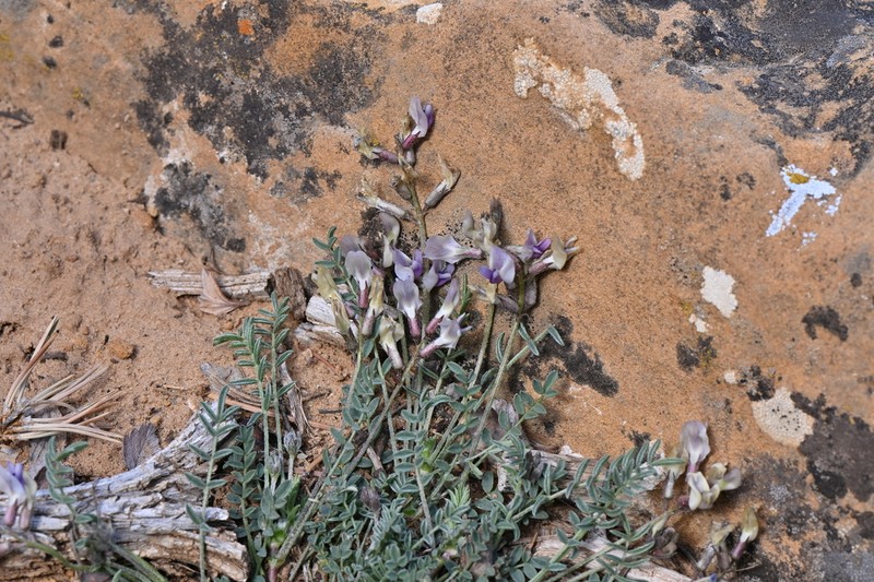 Cliff Palace Milkvetch photo 8