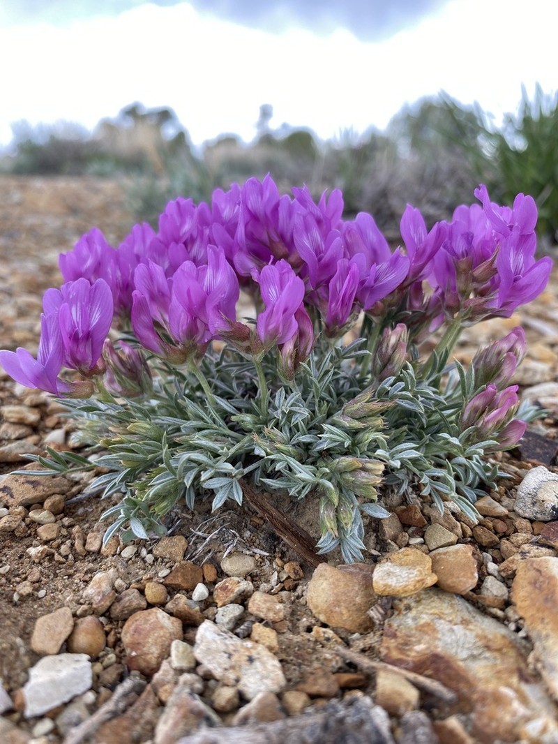 Debris Milkvetch photo 3