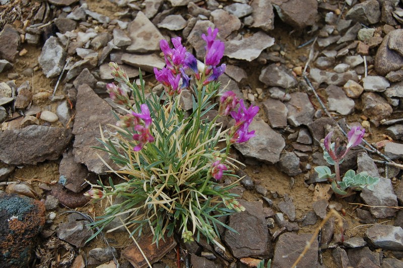 Debris Milkvetch photo 5