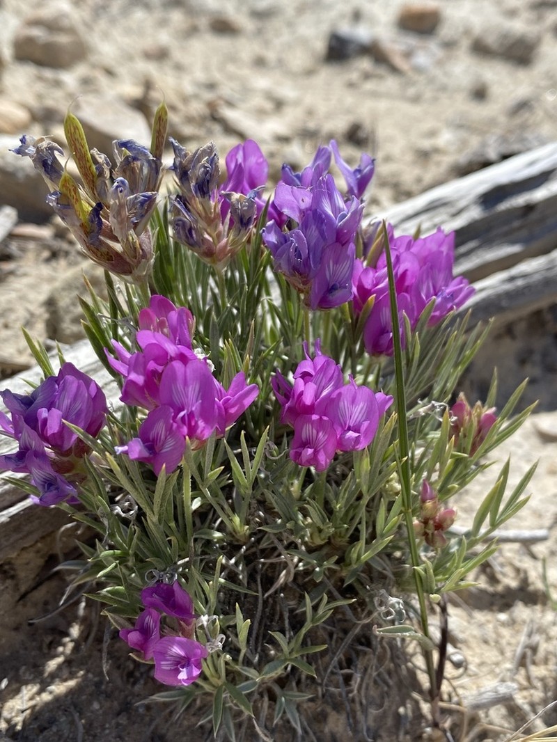 Debris Milkvetch photo 6