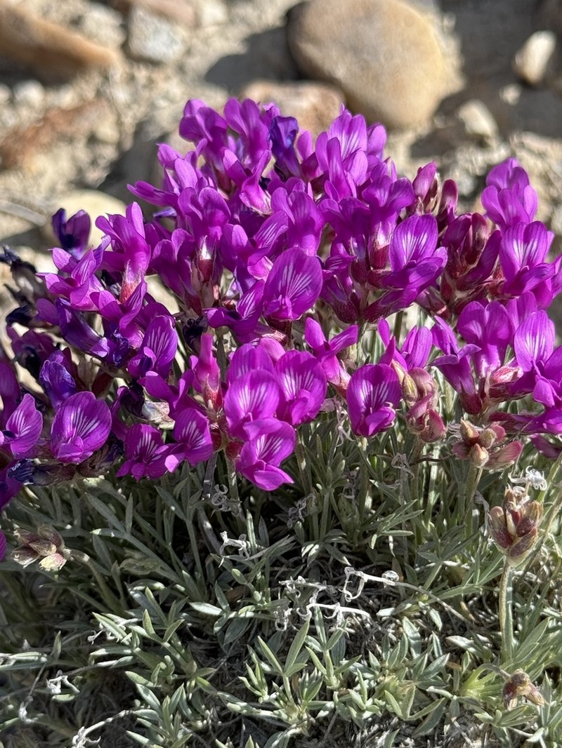 Debris Milkvetch photo 7