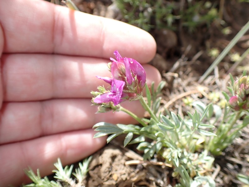 Debris Milkvetch photo 8