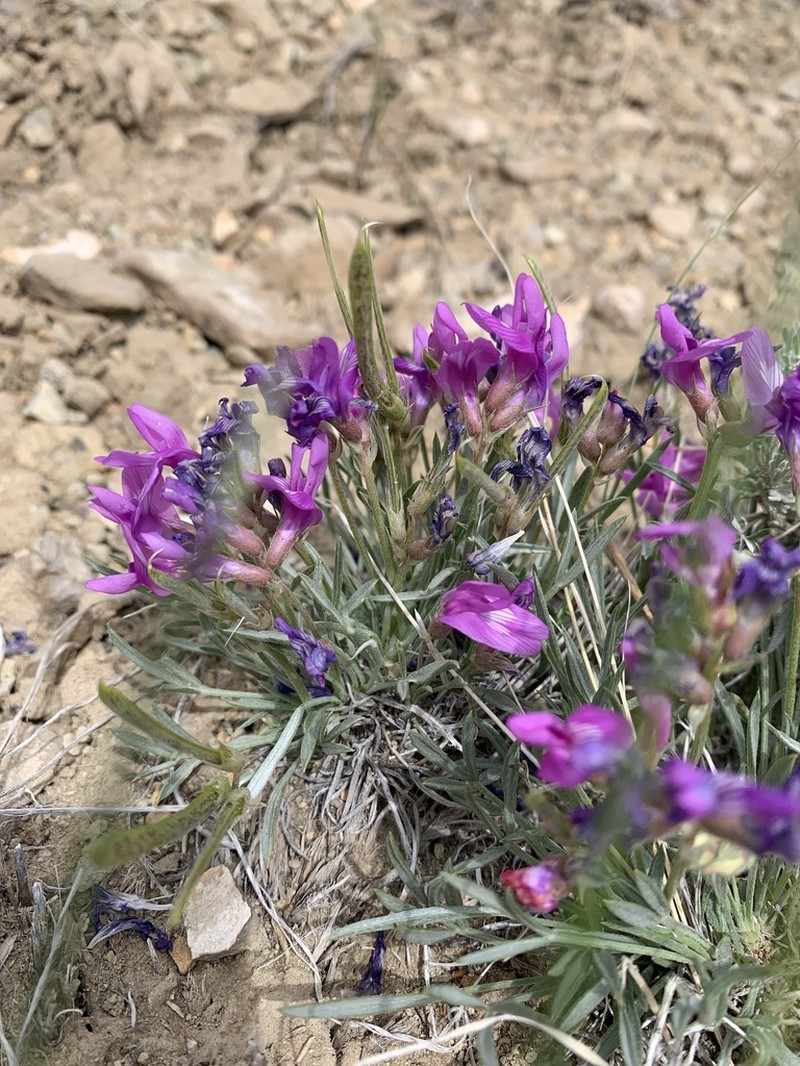 Debris Milkvetch