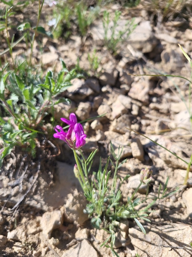 Debris Milkvetch photo 2