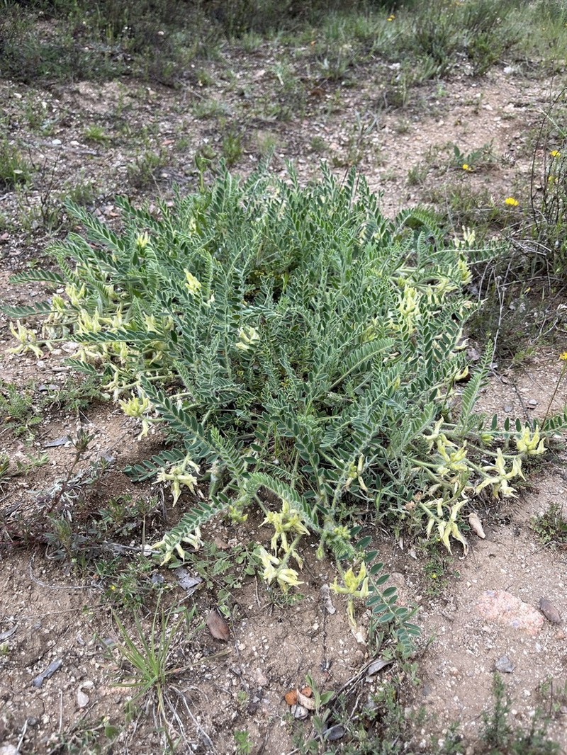 Astragalus devesae photo 2