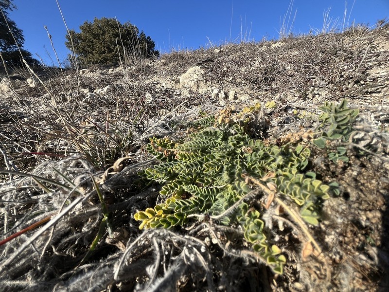 Astragalus devesae photo 3