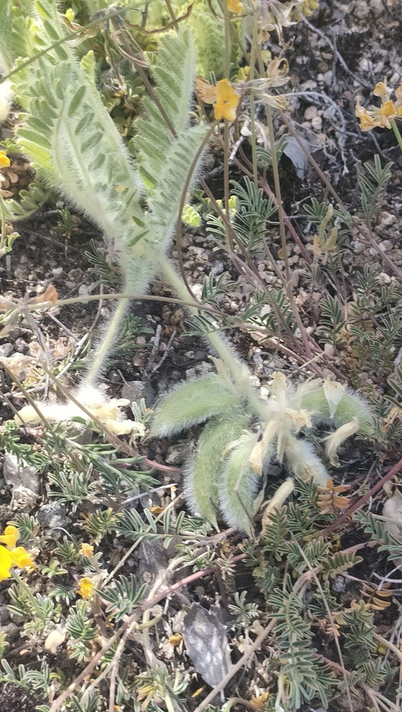 Astragalus devesae photo 4