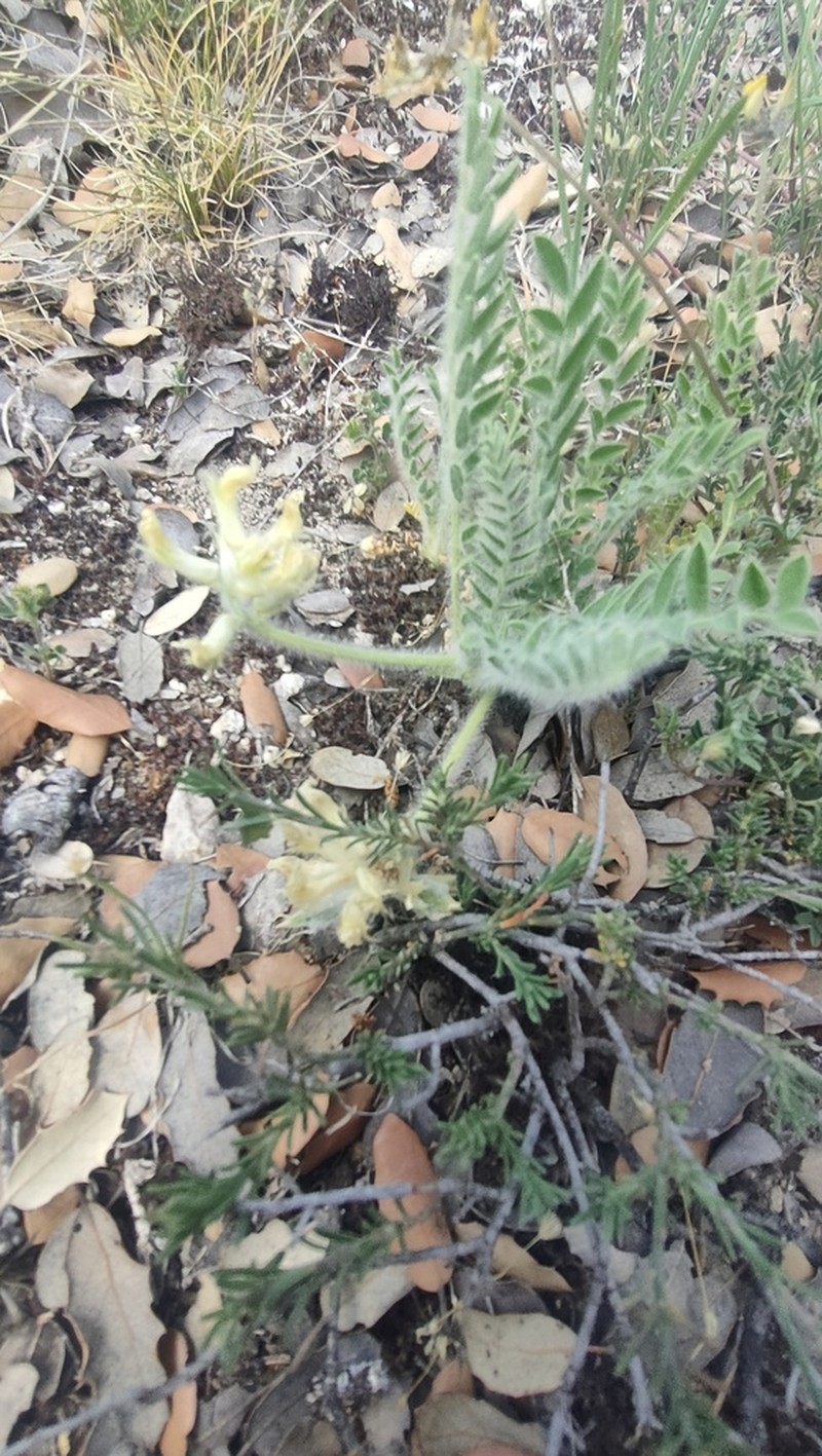 Astragalus devesae photo 5