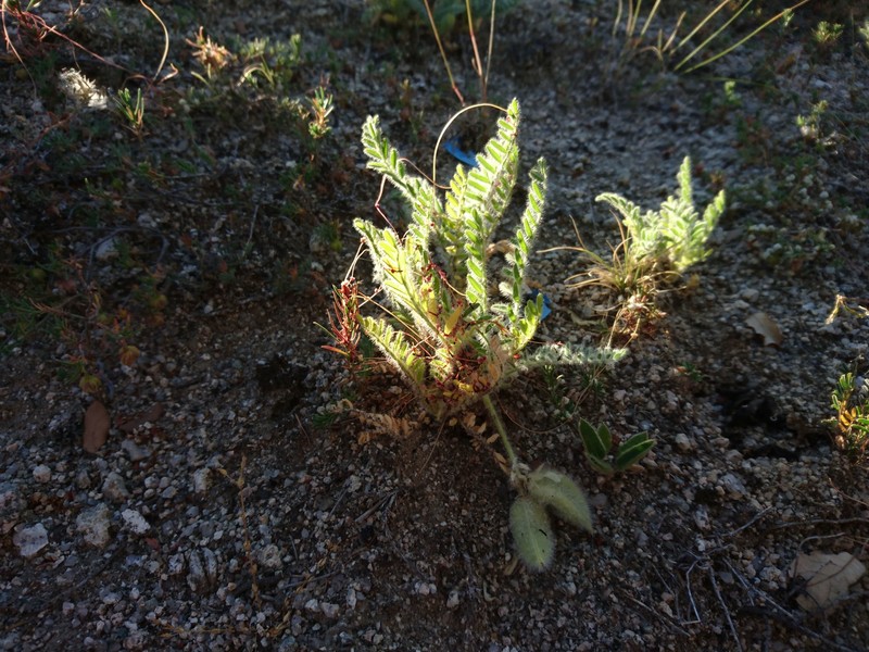 Astragalus devesae photo 7