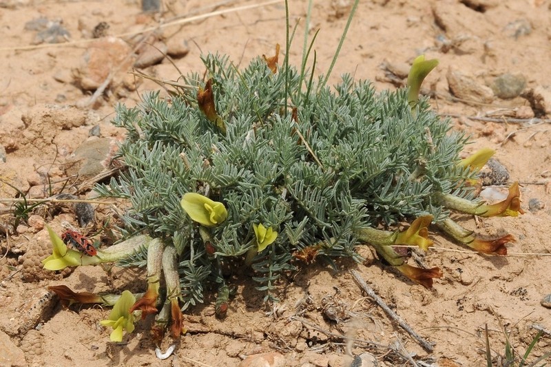 Astragalus dianthus photo 3