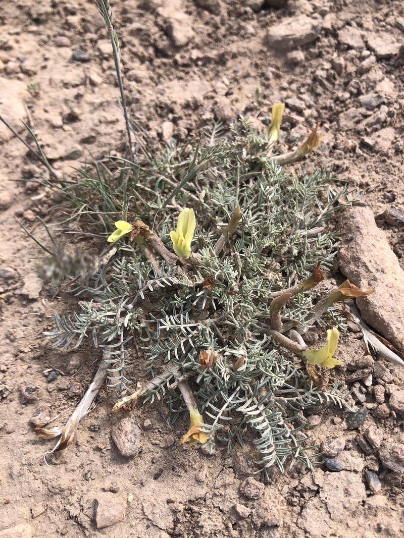 Astragalus dianthus photo 4