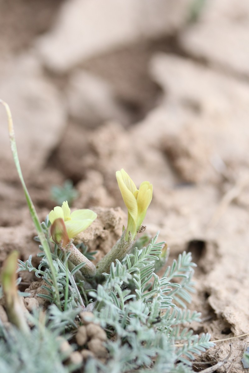 Astragalus dianthus photo 5