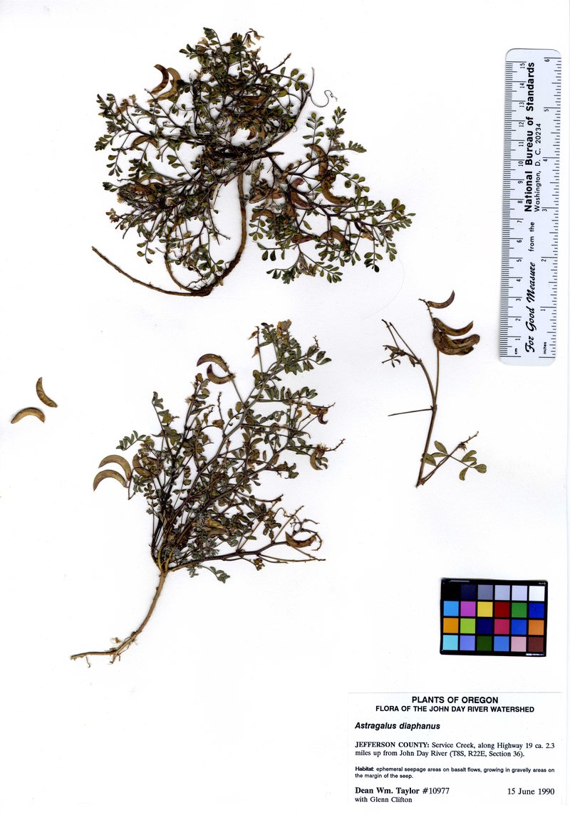 Transparent Milkvetch