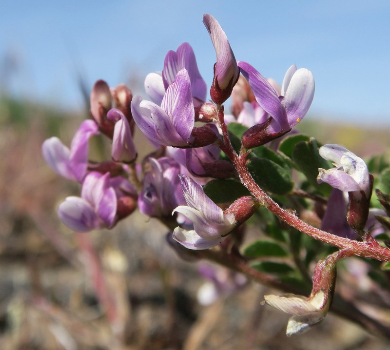 Transparent Milkvetch