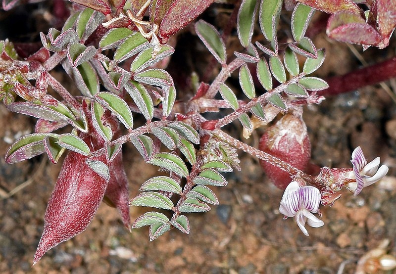 Transparent Milkvetch photo 2