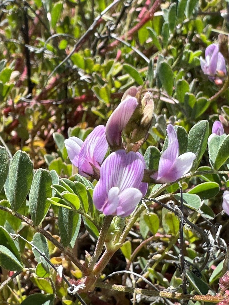 Transparent Milkvetch photo 3