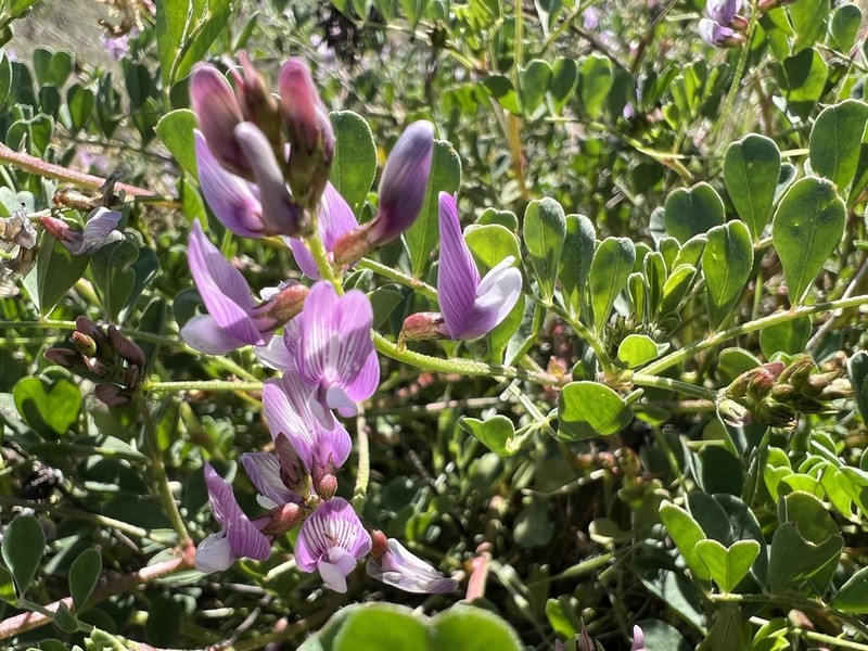 Transparent Milkvetch photo 4