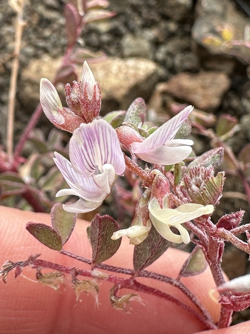 Transparent Milkvetch photo 5