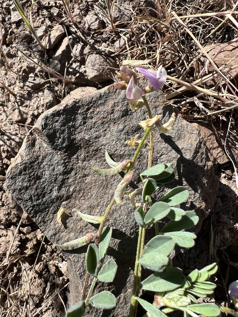 Transparent Milkvetch photo 6