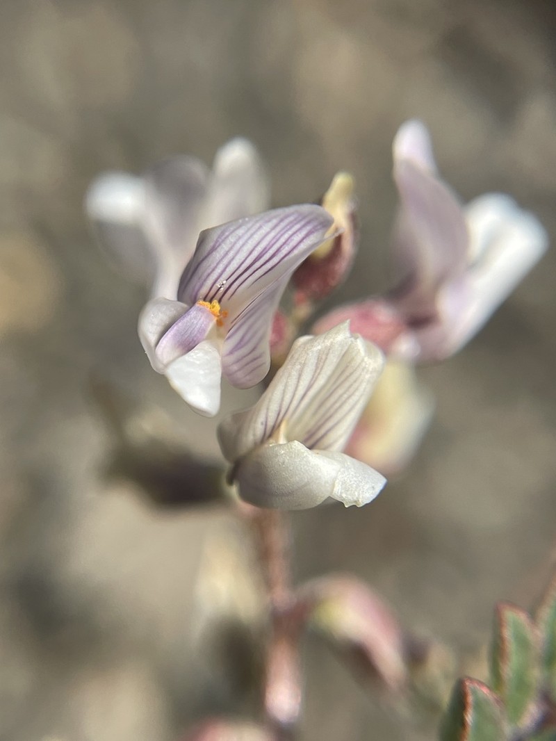 Transparent Milkvetch photo 8