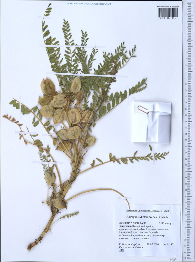 Astragalus dictamnoides