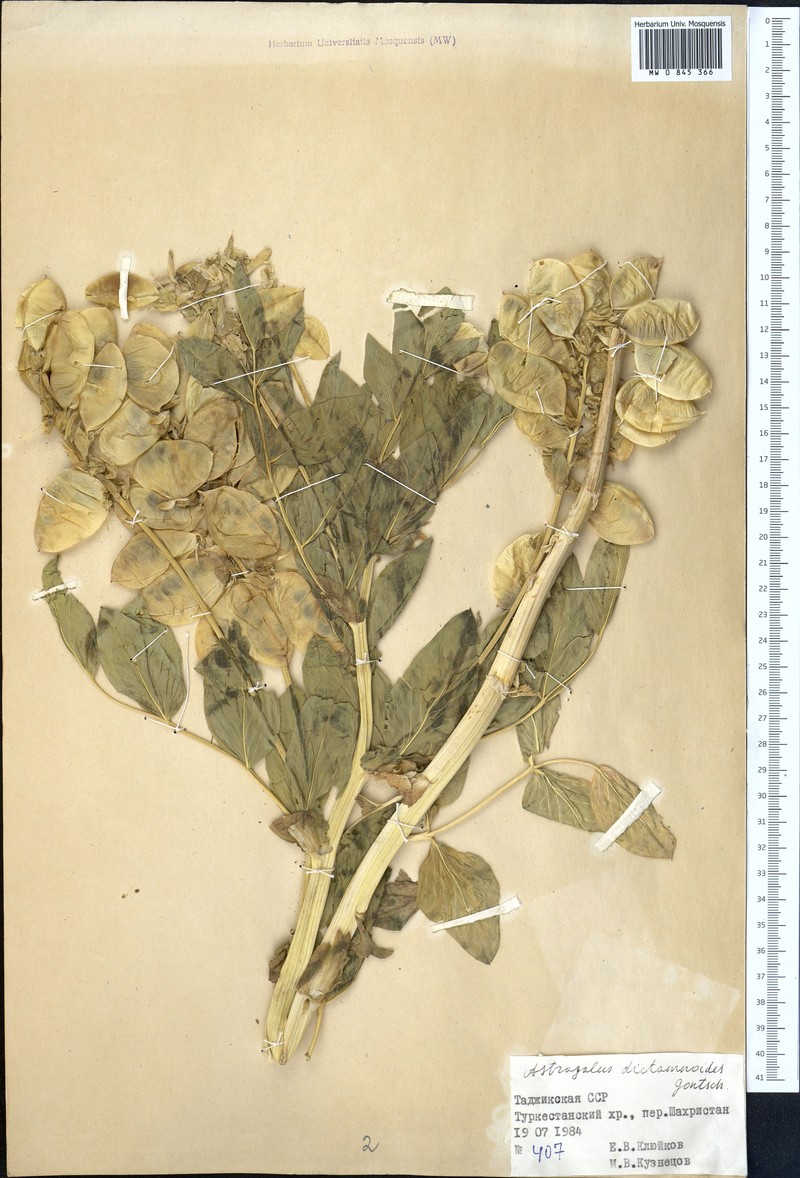 Astragalus dictamnoides photo 2
