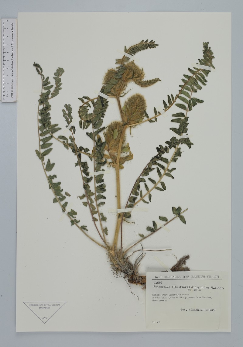 Astragalus dictyolobus