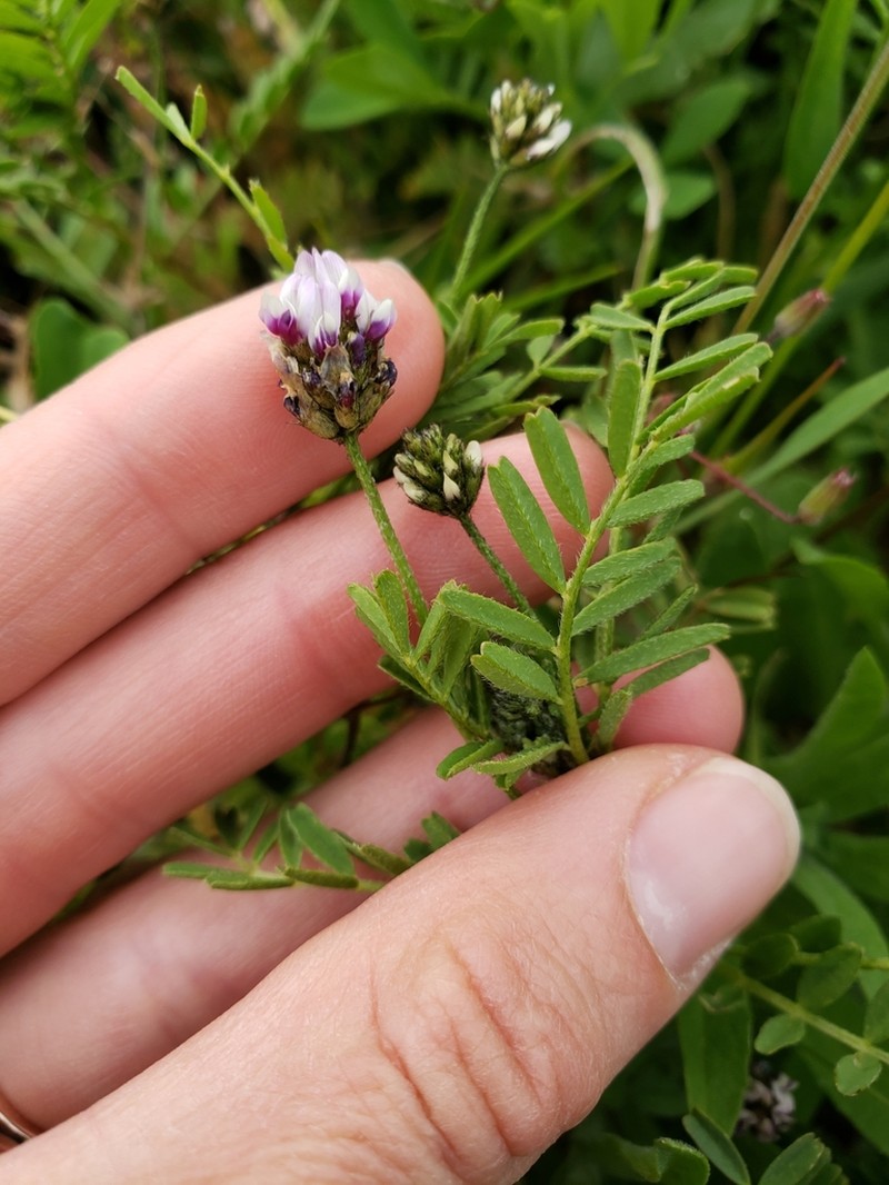 Dwarf White Milkvetch photo 2