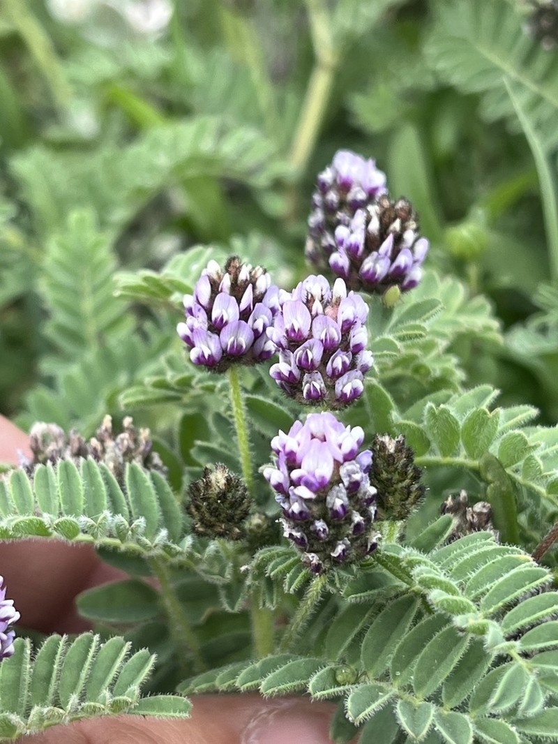 Dwarf White Milkvetch photo 3