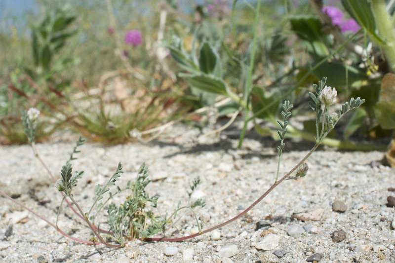 Dwarf White Milkvetch photo 4