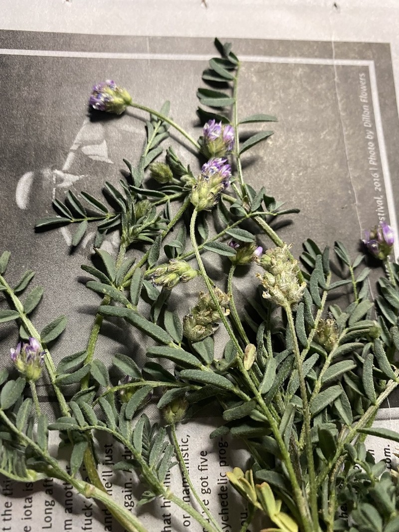 Dwarf White Milkvetch photo 5