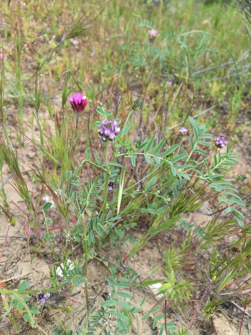 Dwarf White Milkvetch photo 6