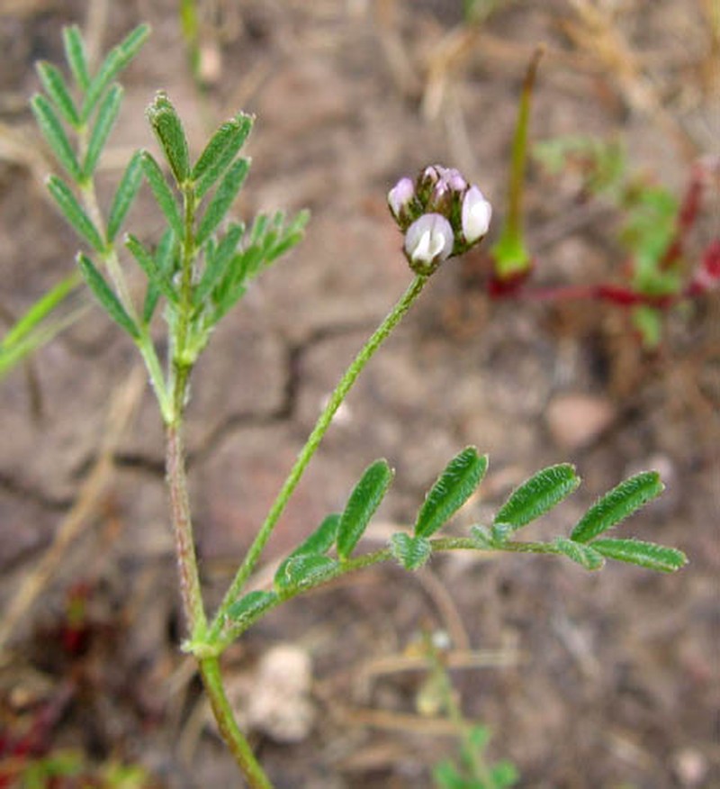 Dwarf White Milkvetch